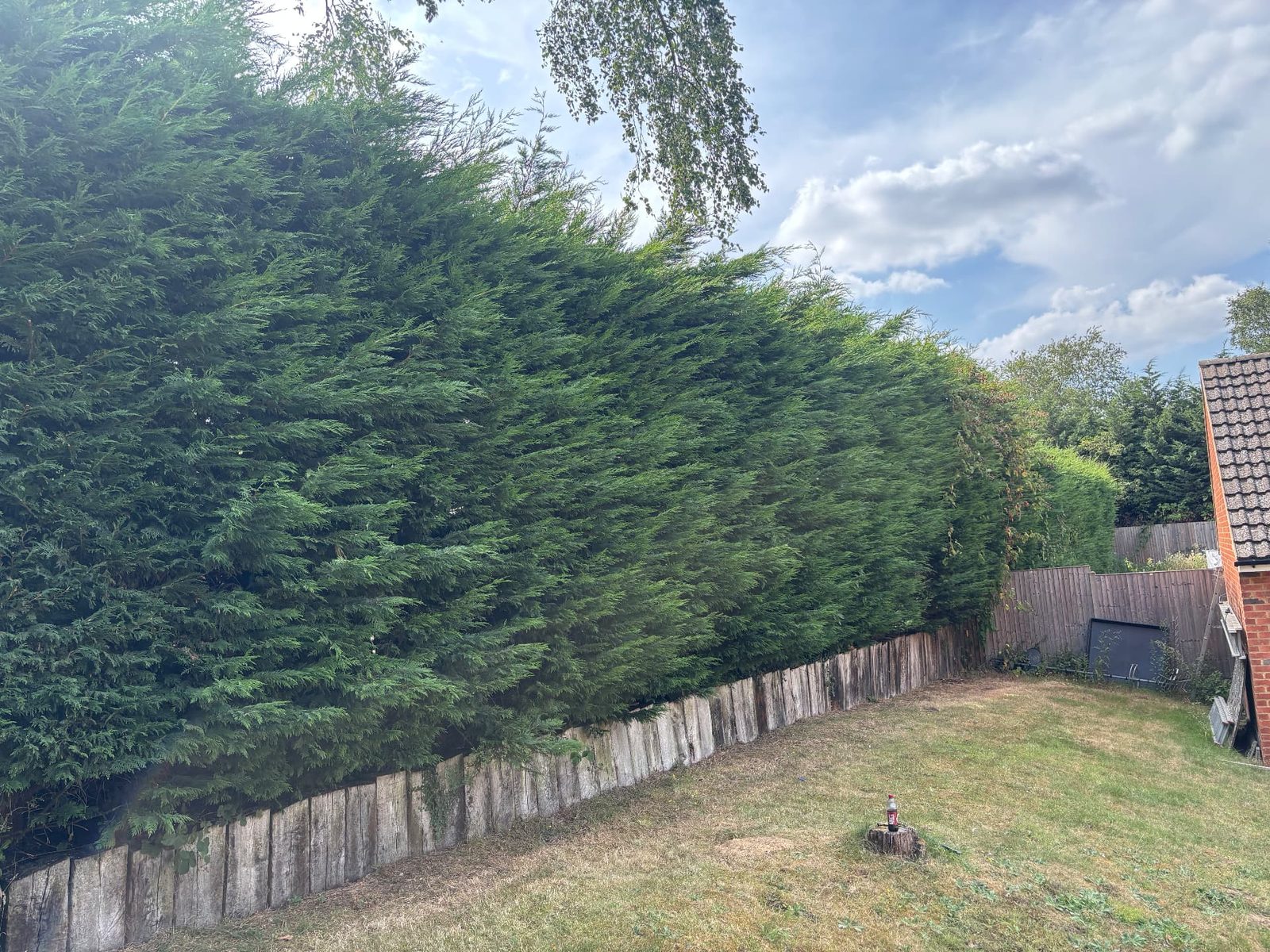 Hedge trim & edging — before